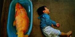 Terenyuh, Tangis Anak Irfan Hakim Kehilangan Ikan Kesayangan