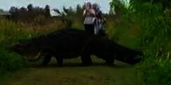 Astaga! Buaya Raksasa Jelmaan Dinosaurus Terekam Kamera