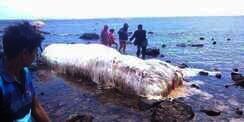 Makhluk Raksasa Berbulu Terdampar di Pantai, Warga Gempar!