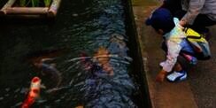 Rahasia Ikan Koki Bisa Hidup di Selokan Jepang