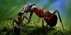 Terjawab, Mengapa Semut Selalu 'Cipika-cipiki' Saat Berpapasan