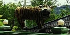 Macan Paling Bahagia di Indonesia Disorot Dunia
