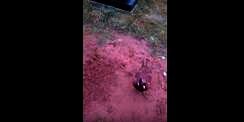 Merinding! Burung Itu 'Tuntun' Anak ke Makam Ibu