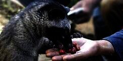 Biji Kopinya Halal, Bolehkah Makan Daging Luwak?
