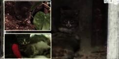 Video Memilukan Anak Kucing yang Tak Tahu Induknya Telah Mati