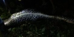 Kabar Ular Piton Telan Pria di Sulawesi Gegerkan Dunia
