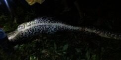 Ini Penjelasan Kenapa Ular Piton 7 Meter Bisa Makan Manusia