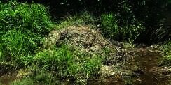 Ancaman Mematikan di Balik Gundukan Rumput, Ngeri Isinya...