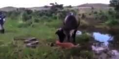 Anak Dibunuh, Ini Dendam Induk Sapi ke Anaconda 
