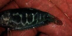 Subhanallah, Ikan Sepat Berlafadz Allah Ditemukan di Bogor
