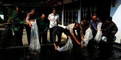 Bahan Haram Jadi Pakan Ikan, Bolehkah?