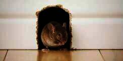 Wajib Dicoba, Metode Usir Tikus Tanpa Racun