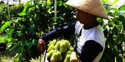 Meraup Untung Rp50 Juta dari Jambu Madu