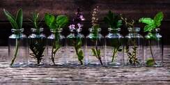 Dapatkah Tanaman Herbal Membantu Penyerapan Oksigen?