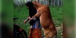 Takut Disembelih, Sapi Kurban Ini Peluk Majikannya