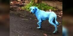 Anjing Berwarna Biru Gegerkan Warga