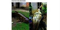 Ikan Lais Raksasa Ini Bikin Warganet Geger, Asli atau Palsu?