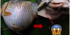 Perut Ikan Membesar dan Bergerak-gerak, Astaga Saat Dibuka...