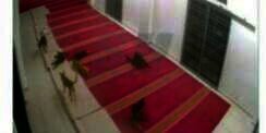 Heboh Anjing Masuk ke dalam Masjid, Astaga Ternyata...