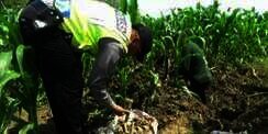Heboh Penemuan Peti Mati di Kebun Jagung, Astaga Isinya...
