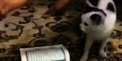 Allahu Akbar... Kucing Ini Tak Mau Injak Alquran