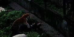 Si Wanita Masuk Kandang, Diterkam Harimau Siberia Lalu....