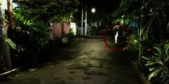 Seram! 3 Pohon Ini Sering Dianggap Sarangnya Pocong