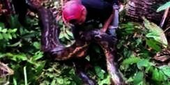 Ngeri! Dengar Suara Aneh, Ternyata Anaconda Raksasa Kawin
