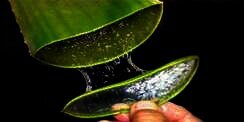 Alasan Hijabers Pilih Skincare Aloe Vera