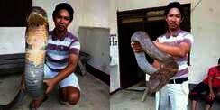 Begini Penampakan King Cobra Raksasa dari Kalimantan