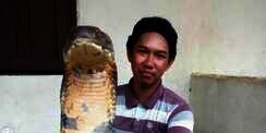 Geger King Kobra Raksasa dari Kalimantan, Ini Kata Ahli Ular