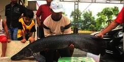 Geger Ikan Raksasa Tertangkap di Sungai Brantas