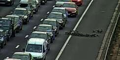 Kawanan Bebek Menyeberang, Jalan Tol Ditutup 1 Jam