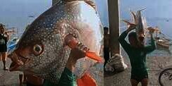 Dapat Ikan Matahari Raksasa, Tolak Dijual Tapi...