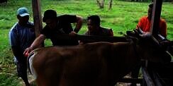 Sembelih Sapi dengan Niat Kurban Sekaligus Akikah, Bolehkah?