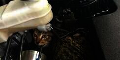 Jangan Lupa Cek Kap Mesin! Kucing Suka Bersarang