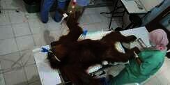 Kejam, Di Tubuh Orang Utan Ini Bersarang 74 Peluru Senapan Angin