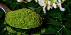 Bubuk Daun Kelor Jadi Incaran Pecinta Makanan Sehat Dunia