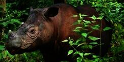 Badak Sumatra Jantan Terakhir di Malaysia Mati