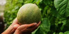 Melon Termahal, Sebutir Dijual Rp300 Ribu