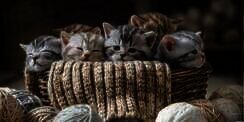 Dicakar Kucing, Dokter Hewan Tak Bisa Bangun dari Tempat Tidur