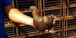 Alasan Pria di Depok Beli Burung Merpati Seharga Rp1 Miliar