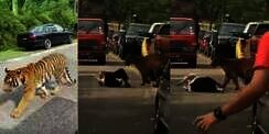 Kakek Pasrah Didekati Harimau Liar, Dikira Mau Menerkam Tahunya Cuma Jilat Pipi