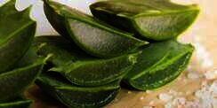 17 Manfaat Lidah Buaya untuk Wajah, Rambut dan Bibir yang Jarang Diketahui