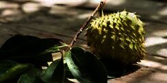 10 Manfaat Daun Sirsak untuk Kesehatan dan Cara Mengolahnya
