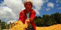 'Mobile Corn Dryer', Pengering Ajaib untuk Jagung