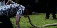 Sok-sokan Atraksi, Bibir Pawang Ular Amatir Dipatuk Kobra