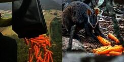 Australia Jatuhkan Ribuan Sayuran dari Langit Selamatkan Hewan Kelaparan