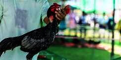 Doa Saat Mendengar Kokok Ayam