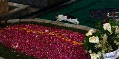 Viral Kucing Peliharaan Tunggui Pusara Gus Sholah